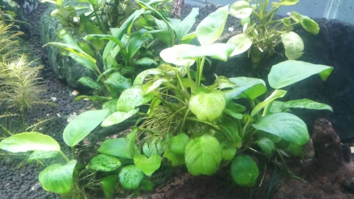  Does Anubias need to be fully submerged?