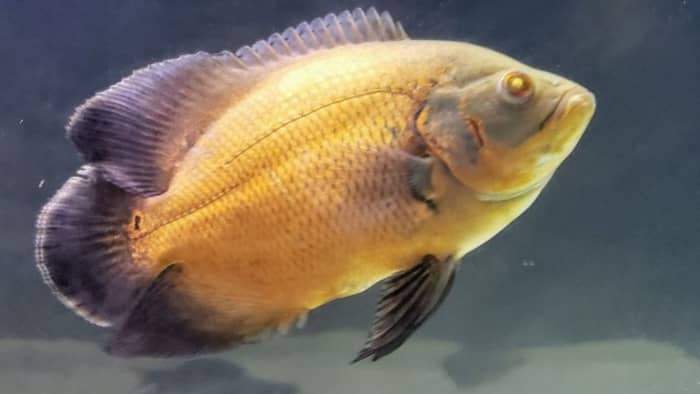  Does cloudy eye in fish go away?