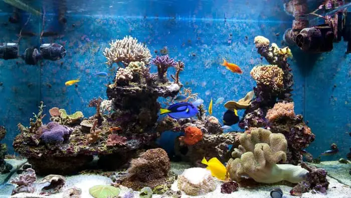  How do you get rid of ich on saltwater fish?