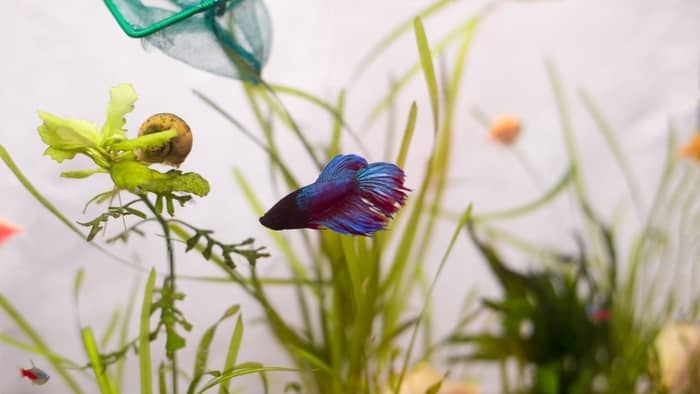  How long can bettas stay in saltwater?