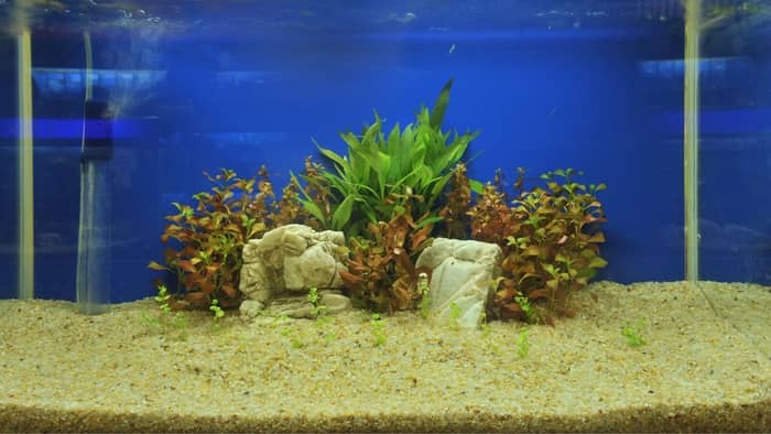  Is aquarium sand hard to maintain?