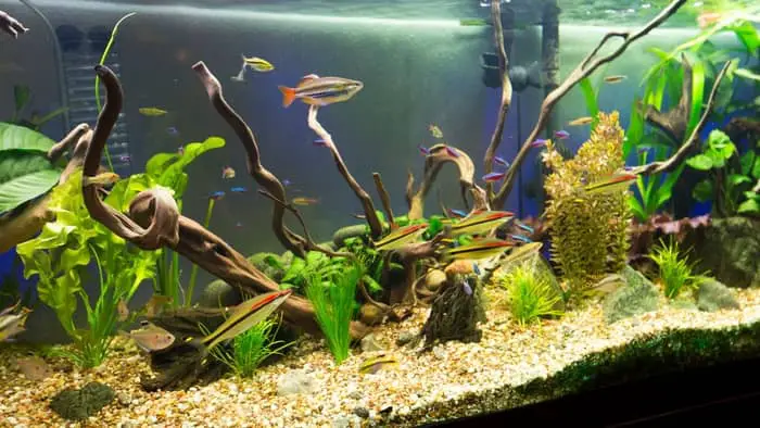  Is sand good for freshwater aquarium?