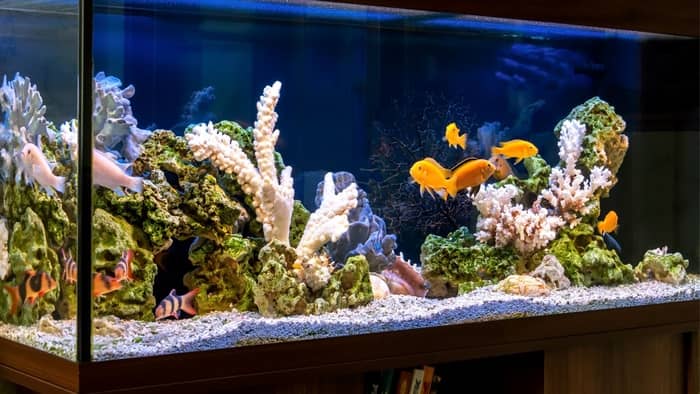  Is sand harmful to fish?