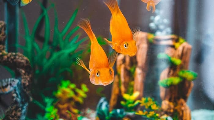  What causes nematodes in fish tank?