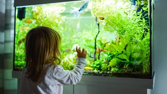  Which glass is best for fish tank?