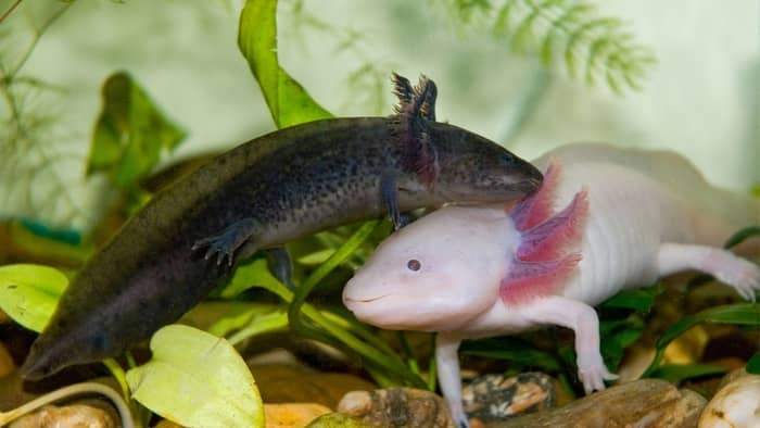  can an axolotl live out of water