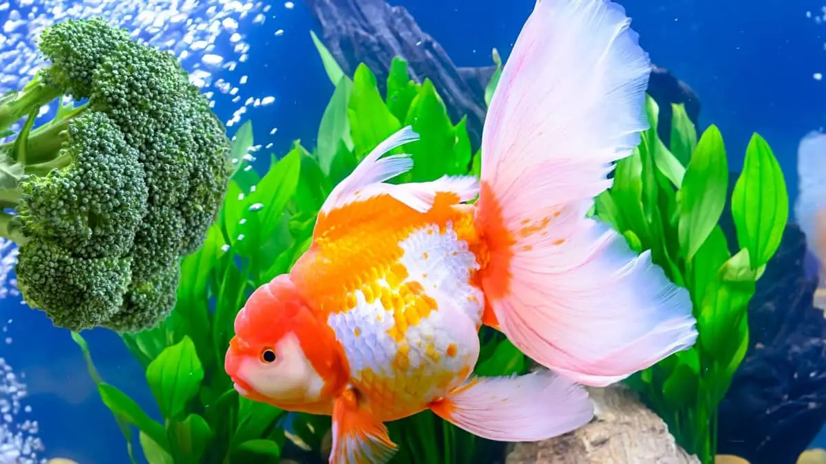 Can Goldfish Eat Broccoli? 2 Best Ways To Cook This Delicious Vegetable - Our Aquariums