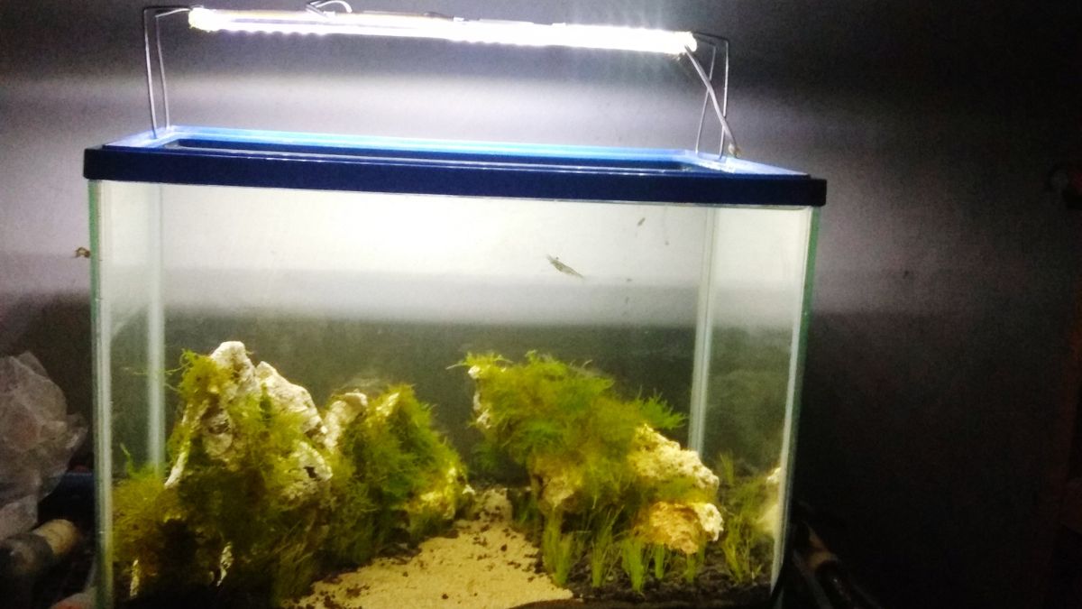Can Led Lights Grow Aquarium Plants