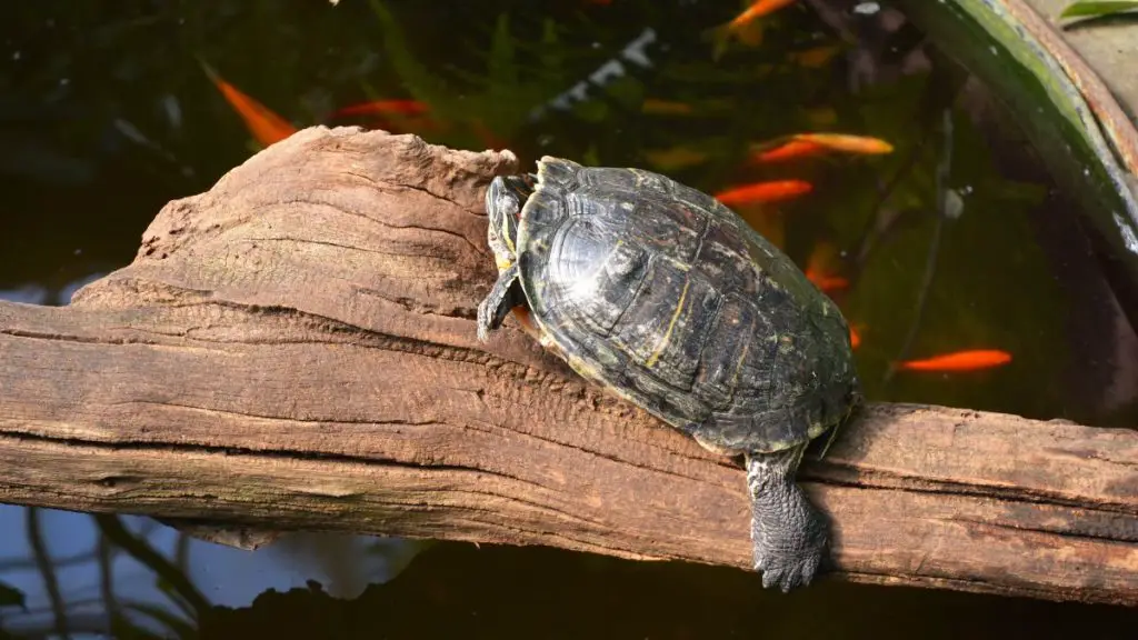 can-turtles-live-with-goldfish-all-about-the-coexistence-of-these-2