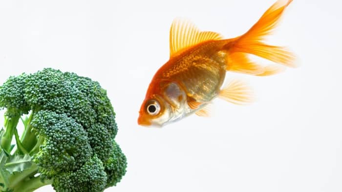  Can goldfish eat frozen broccoli?