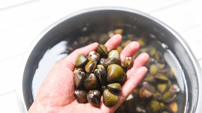  Do freshwater clams eat algae?