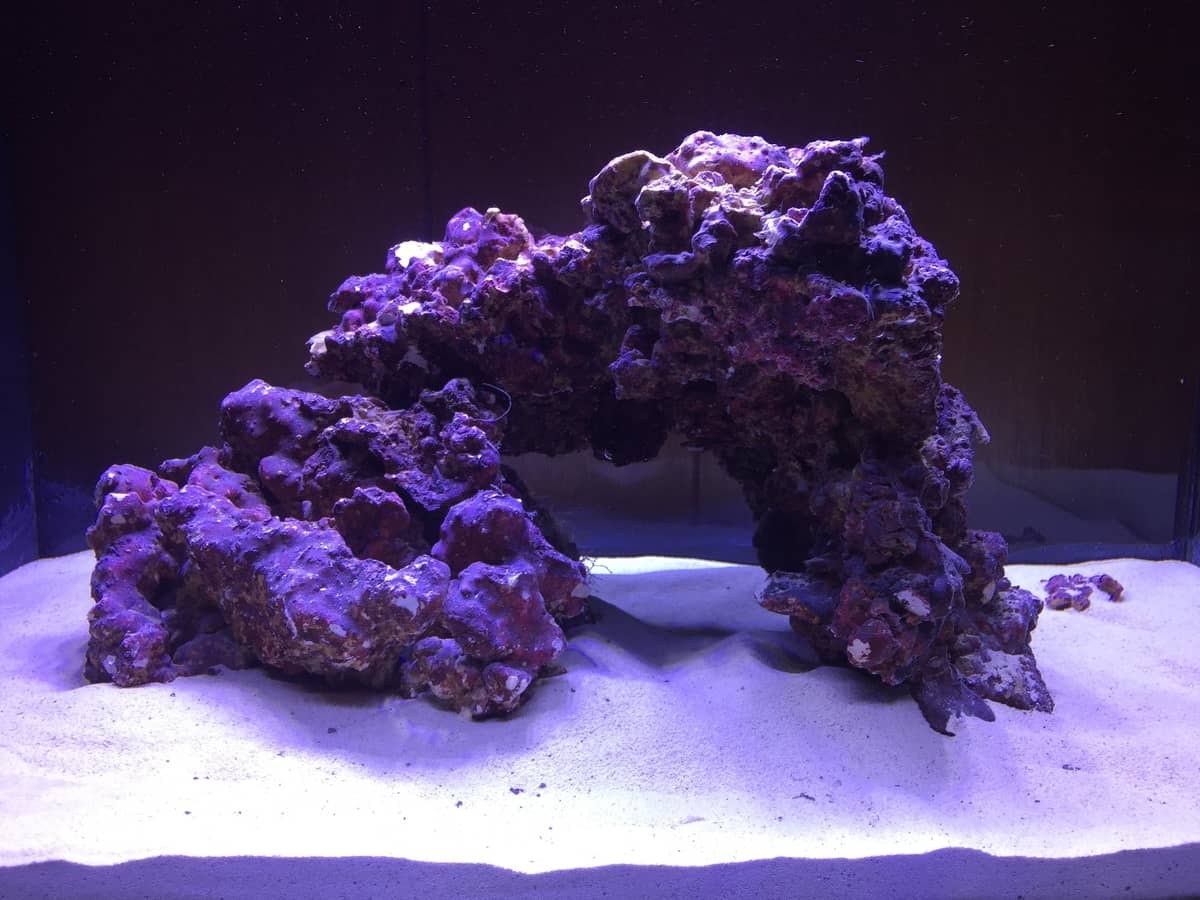How Many Pounds Of Live Rock Per Gallon? A Complete Guide For Easier Understanding - Our Aquariums