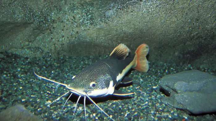  Are red tail catfish Hardy?