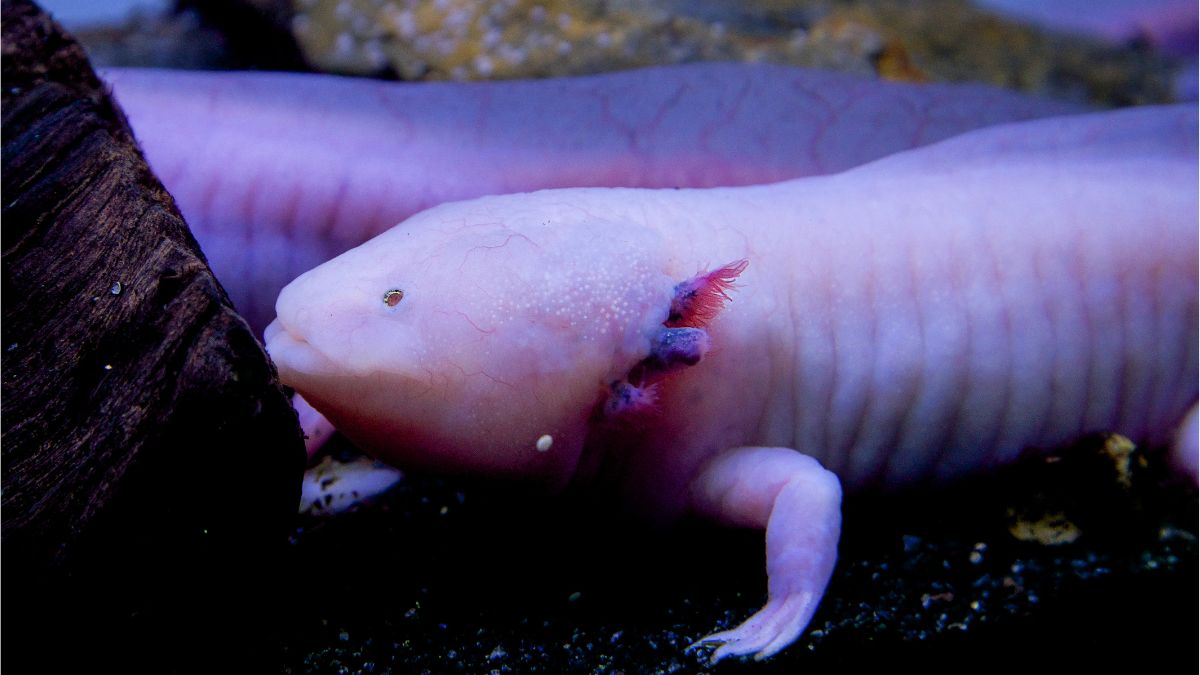 Can Axolotls Change Color