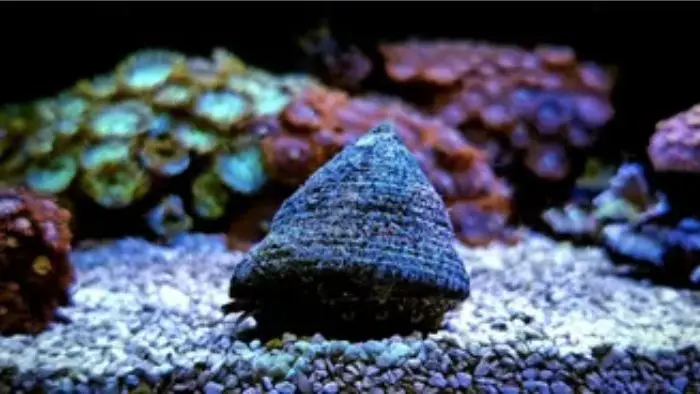  Can I put sea snails in my fish tank?