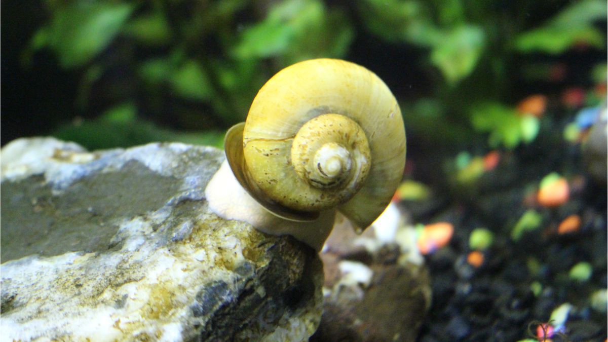 Can Mystery Snails Live Out Of Water