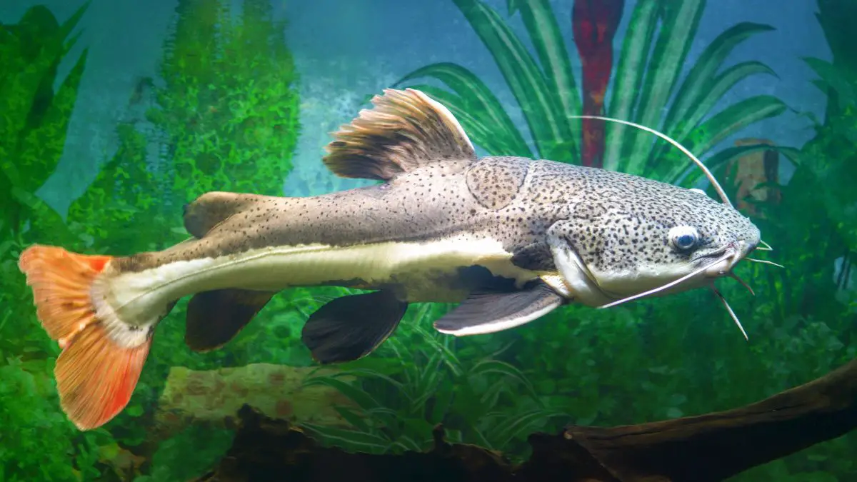 Can RedTail Catfish Live In Cold Water