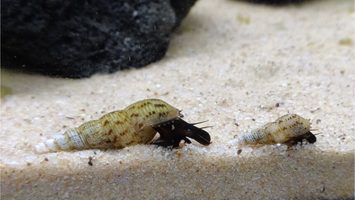 Can Saltwater Snails Live In Freshwater