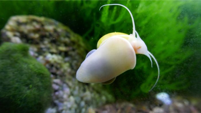  Can mystery snails flip themselves over?