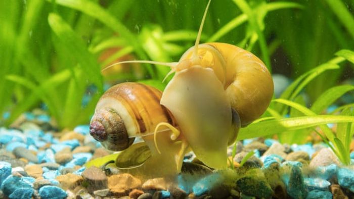 Can snails live without a shell?