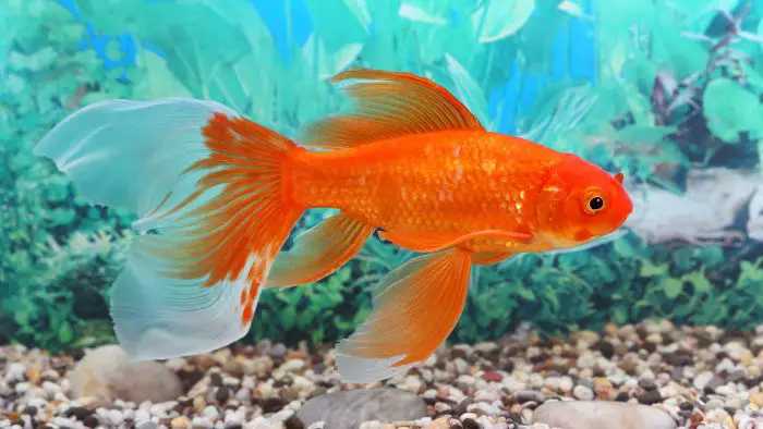  Can you get sick from eating a live goldfish?