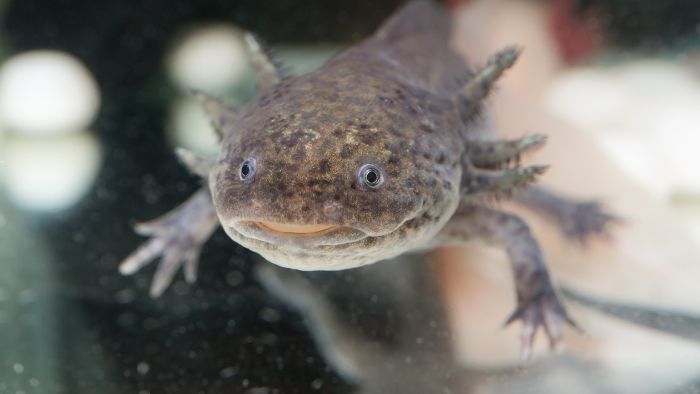  Do Axolotls change color when stressed?