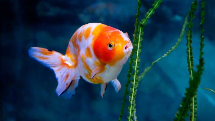  Is swallowing a goldfish illegal?