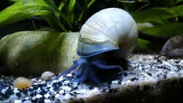  Why do mystery snails leave the water?