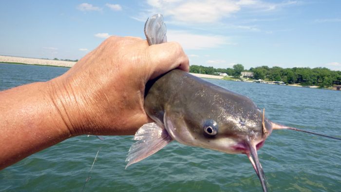  How to hold a catfish properly
